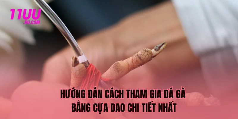Cách tham gia đá gà bằng cựa dao chi tiết