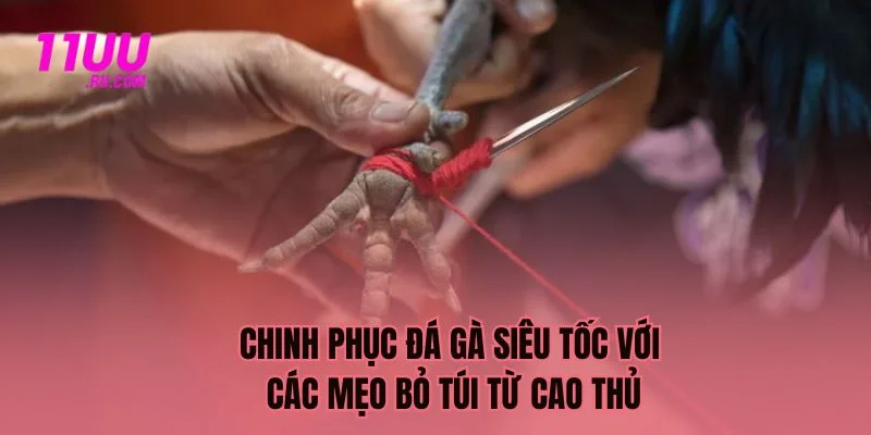 Chinh phục đá gà với các mẹo từ cao thủ