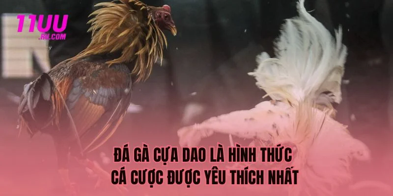 Đá gà cựa dao là hình thức được yêu thích