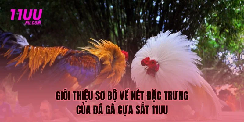 Giới thiệu sơ về đặc trưng đá gà cựa sắt